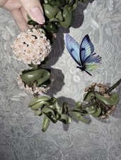 Hoya Carnosa Compacta Plant