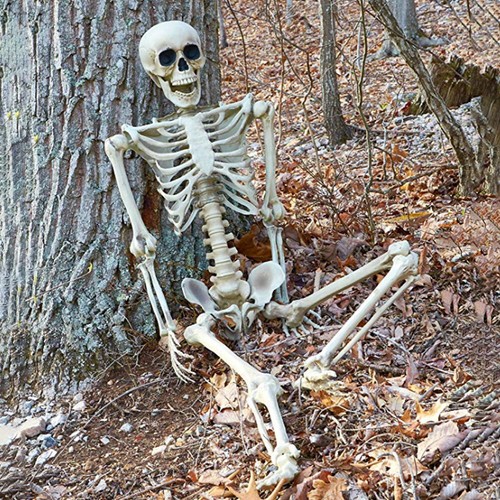5ft full size skeleton for - size,