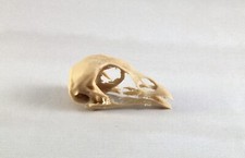 Replica animal skull Pheasant