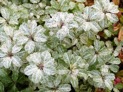 Pittosporum irene paterson - pittosporum,