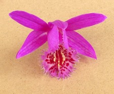 Pleione El Pico (2 Bulbs) -