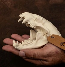 3D Printed Life-Size Badger Skull | Ethical Taxidermy | White PLA+ Replica