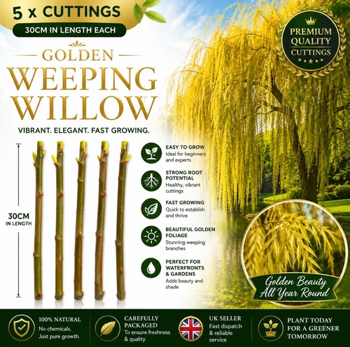 Golden weeping willow - 5,
