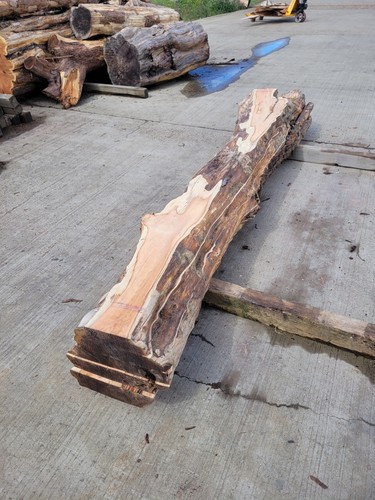 Yew log for sale - yew,