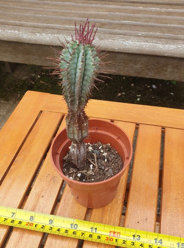 Euphorbia horrida snowflake - horrida,
