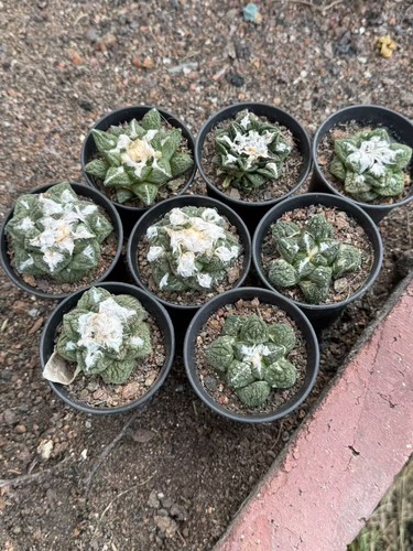 Rarecacti plant ariocarpus - rarecacti,