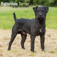 Patterdale Terrier 2026 Calendar | Dog Breed Gift Wall 15% OFF MULTI ORDERS