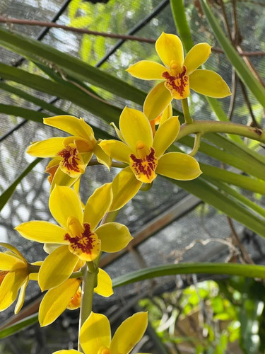 Cymbidium bob norton - cymbidium,