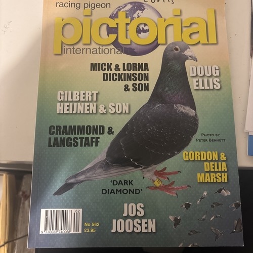 Racing pigeon pictorial - pigeon,