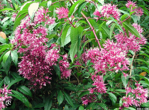 Fuchsia arborescens 9cm - arborescens,