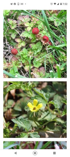 Wild mock strawberry - wild,