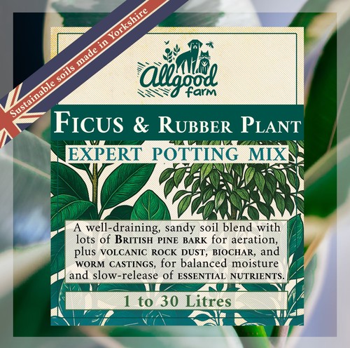 Ficus rubber plant expert - rubber,