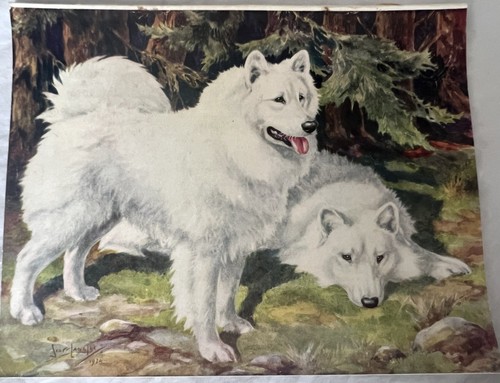 Samoyed hutchinsons dog - hutchinsons,