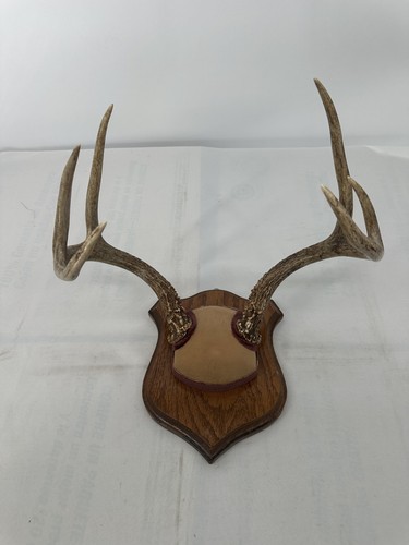 Whitetail deer antlers - antlers, wall
