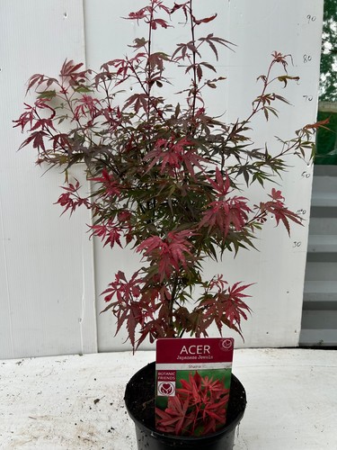 Acer palmatum japanese - 1, x