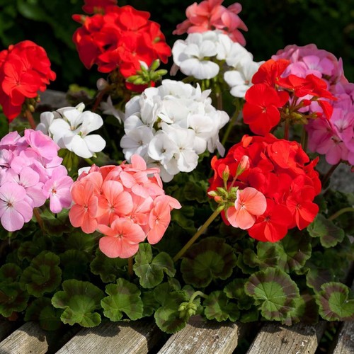 Geranium bullseye 9cm - geranium,