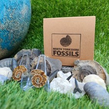 Children's fossil gift set