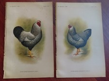 1901 2 Color Book Plate