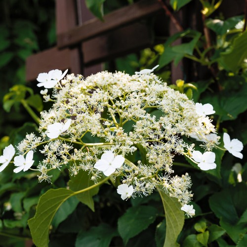 Climbing hydrangea anomala - hydrangea,