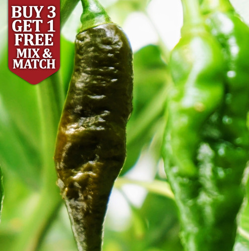 Chocolate ghost bhut jolokia - ghost,