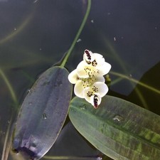 3X WATER HAWTHORN FLOWERING