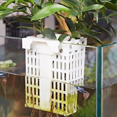 Wall hanging aquatic - aquatic, plant