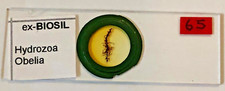 Ex-Biosil Microscope Specimen Slide #18 - "Hydrozoa Obelia"