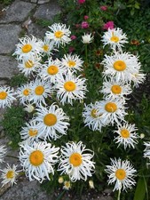 Leucanthemum Crazy Daisy