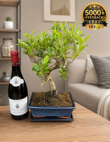 Bonsai tree tiger bark - tiger,