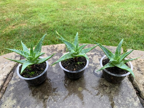 Indoor house office aloe - x,