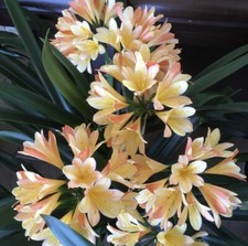 Clivia miniata Royal Gala Germinated seeds. UK National Collection holders