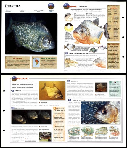 Piranha fish wildlife - piranha,