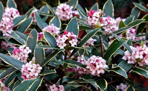 Daphne plant aureomarginata - daphne,