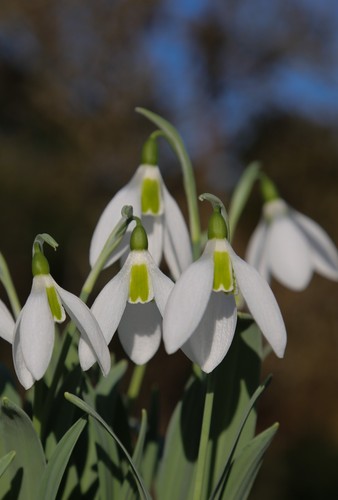 Galanthus elwesii margaret - galanthus, 'margaret