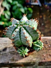 Euphorbia Horrida Alba | cactus succulent plant 
