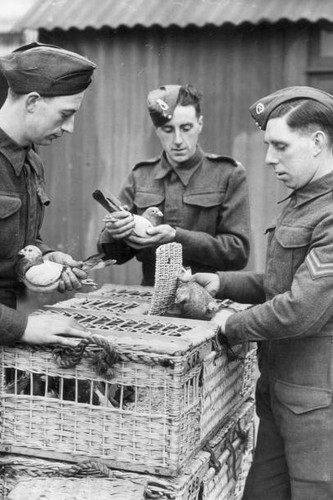 Men royal corps of - a,