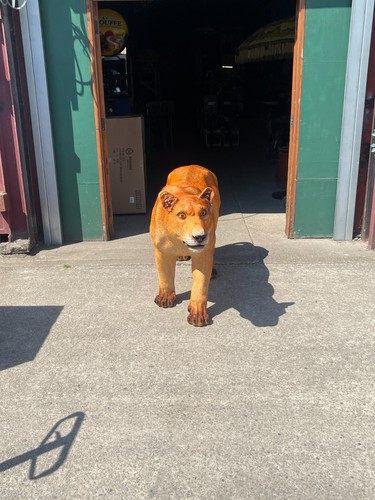 Life size lioness - ,