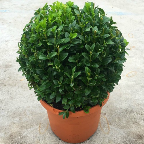 Real 20cm evergreen buxus - x,