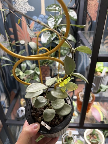 Hoya grey fairy - 🧚, 2