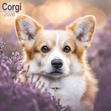 Corgi Calendar 2026 - Dogs - Month To View