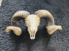Large Ram Skull Complete With