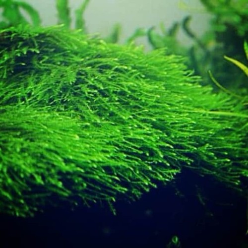 Java moss live aquarium - java,