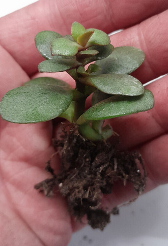 Houseplant selection rooted - houseplant,