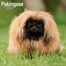Pekingese 2026 Calendar | Dog Breed Gift Wall 15% OFF MULTI ORDERS