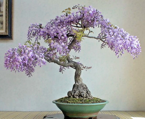 Bonsai tree chinese - tree,