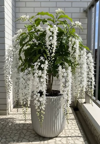 White wisteria seeds - 6,