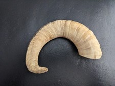 sheep horn  for warking stick