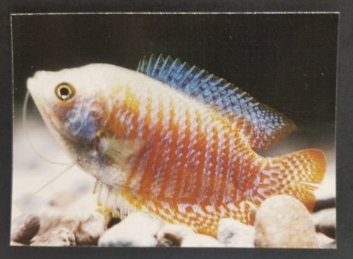 Dwarf gourami 1990 tropical - dwarf,