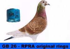 RPRA racing pigeons rings GB