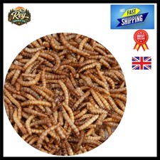 5L Stay Fresh Mealworms for